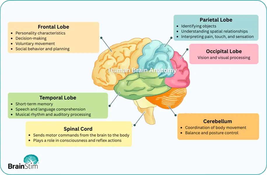 Brain_lobes_img