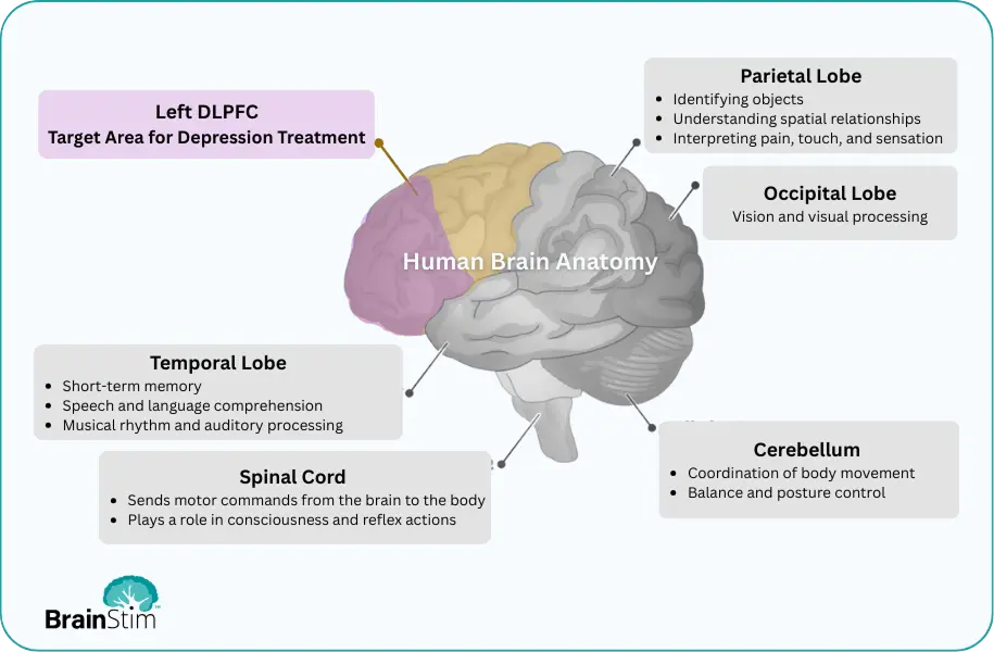 Left_DLPFC_img